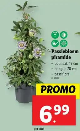Lidl Passiebloem piramide aanbieding