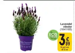 Cora Lavendel vlinder aanbieding