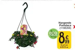 Cora Hangende Portulaca aanbieding