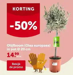 AVEVE Olijfboom (Olea europaea) in pot Ø 20 cm aanbieding