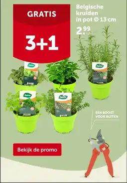 AVEVE Belgische kruiden in pot Ø 13 cm aanbieding