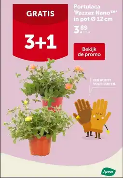 AVEVE Portulaca 'Pazzaz Nano ' in pot Ø 12 cm aanbieding