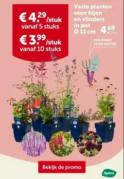 AVEVE Vaste planten voor bijen en vlinders in pot 011cm aanbieding