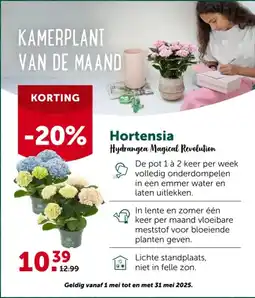 AVEVE Hortensia Hydrangea Magical Revolution aanbieding