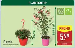 ALDI Fuchsia aanbieding