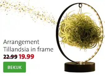 Intratuin Arrangement Tillandsia in frame aanbieding