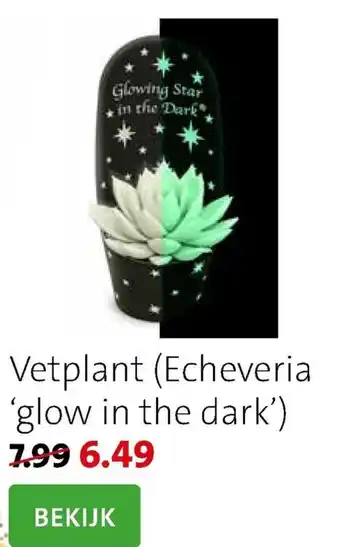 Vetplant (Echeveria 'glow in the dark')