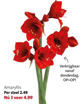 Amaryllis