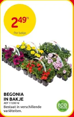 Brico Begonia in Bakje aanbieding