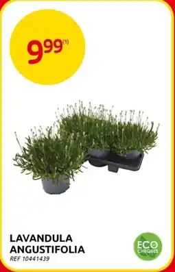 Brico Lavandula Angustifolia aanbieding