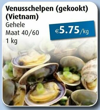 Aronde Venusschelpen gekookt aanbieding