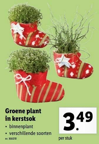 Lidl Groene plant in kerstsok aanbieding