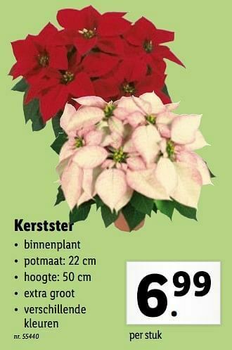 Lidl Kerstster aanbieding