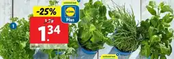 Lidl Verse kruiden in pot aanbieding
