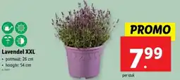Lidl Lavendel XXL aanbieding