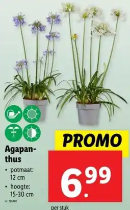 Lidl Agapanthus aanbieding