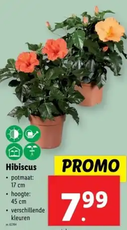 Lidl Hibiscus aanbieding