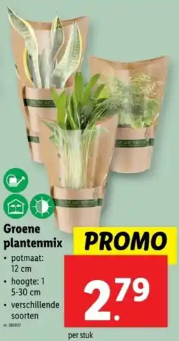 Lidl Groene plantenmix aanbieding