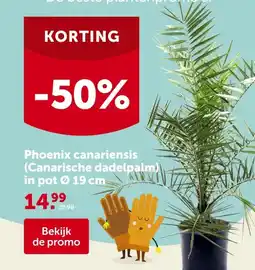 AVEVE Phoenix canariensis (Canarische dadelpalm) in pot Ø 19 cm aanbieding