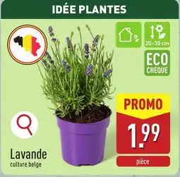 Lavande