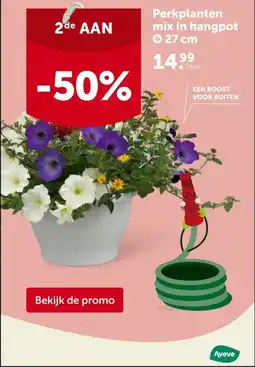 AVEVE Perkplanten mix in hangpot Ø 27 cm aanbieding