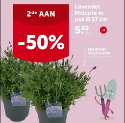 AVEVE Lavendel Hidcote in pot Ø 17 cm aanbieding