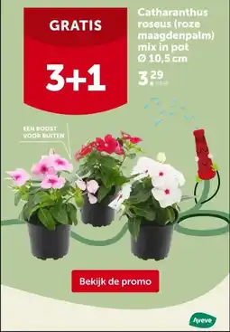 AVEVE Catharanthus roseus (roze maagdenpalm) mix in pot Ø 10,5 cm aanbieding