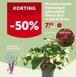 Pluimhortensia (Hydrangea paniculata) 'Wim's Red' in pot Ø 19 cm