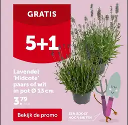 Lavendel 'Hidcote' paars of wit in pot Ø 13 cm