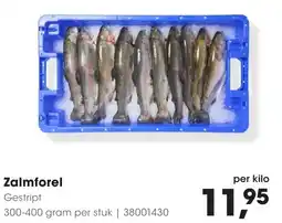 Zalmforel