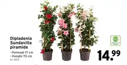 GAMMA Dipladenia Sundavilla piramide aanbieding