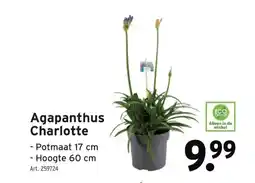 GAMMA Agapanthus Charlotte aanbieding