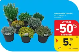 Carrefour Aromatische planten aanbieding