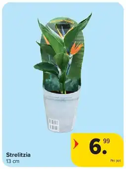 Carrefour Strelitzia aanbieding