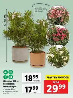 Lidl Oleander XXL en keramieken terracotta pot aanbieding