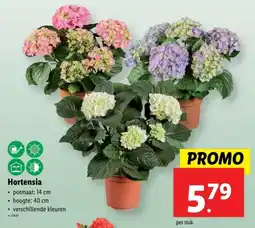 Lidl Hortensia aanbieding