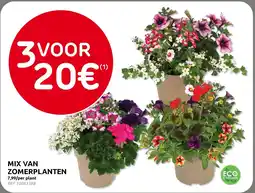 Brico Mix van zomerplanten aanbieding