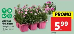 Lidl Dianthus Pink Kisses aanbieding