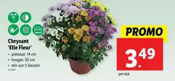 Lidl Chrysant 'Elle Fleur' aanbieding