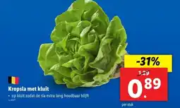 Kropsla met kluit