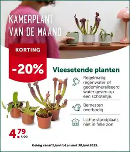 AVEVE Vleesetende planten aanbieding