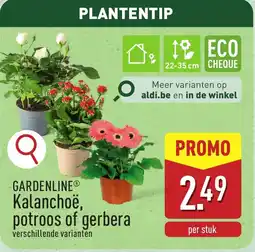 ALDI Gardenline Kalanchoe, Potroos of Gerbera aanbieding