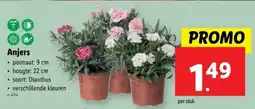 Lidl Anjers aanbieding