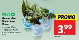 Lidl Groene plant Bloom Your Room aanbieding