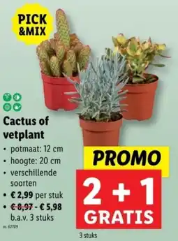 Lidl Cactus of vetplant aanbieding