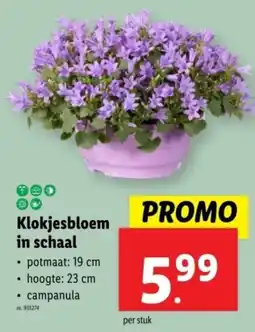 Lidl Klokjesbloem in schaal aanbieding