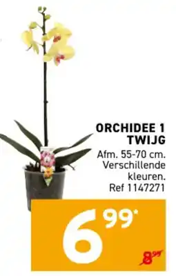 Trafic Orchidee 1 twijg aanbieding