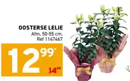 Trafic Oosterse lelie aanbieding