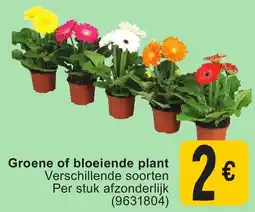 Cora Groene of bloeiende plant aanbieding