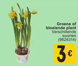 Cora Groene of bloeiende plant aanbieding